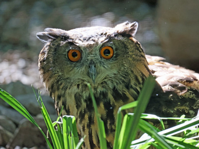 Eagle Owl 2