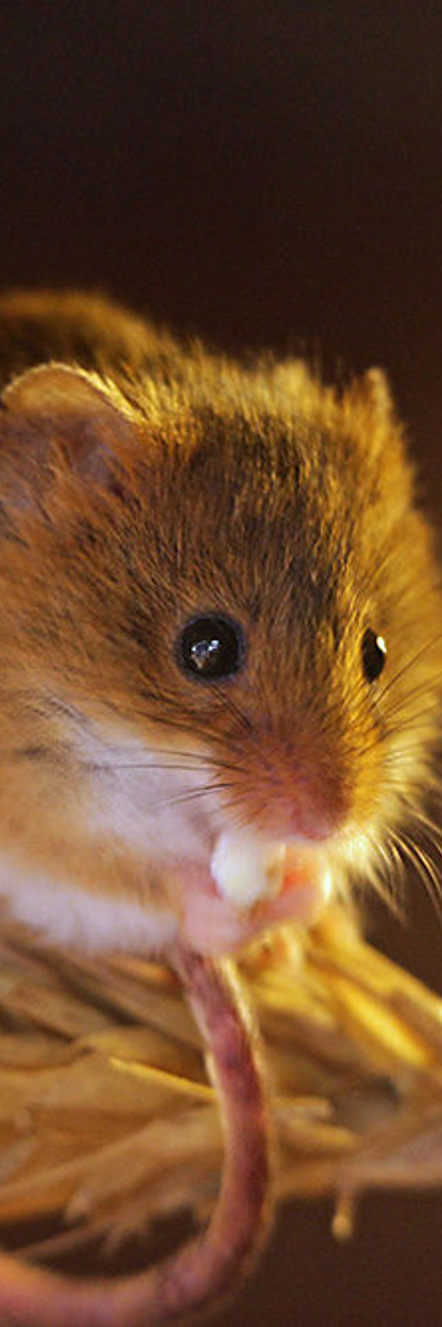 Hanstead Mouse Harvest Mouse | Wildwood Group