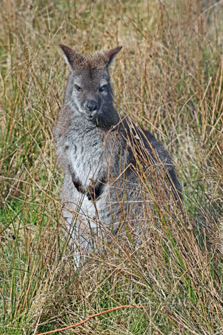 Wallaby