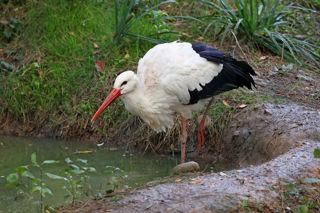 White Stork 1