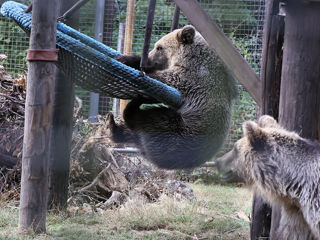 Bearcub1 Web