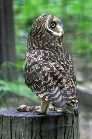 Short Eared Owl Profile