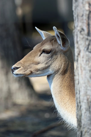Fallow Tree