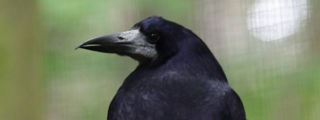 Rook3 2500X1500