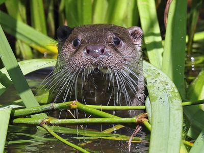 Otter2 2500X1500