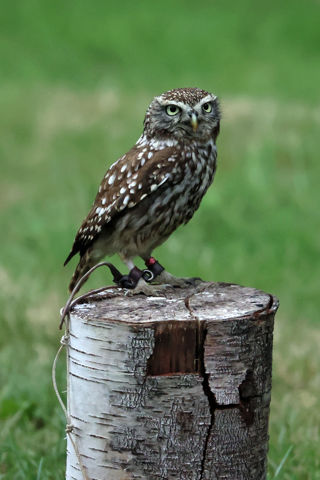 Little Owl 2