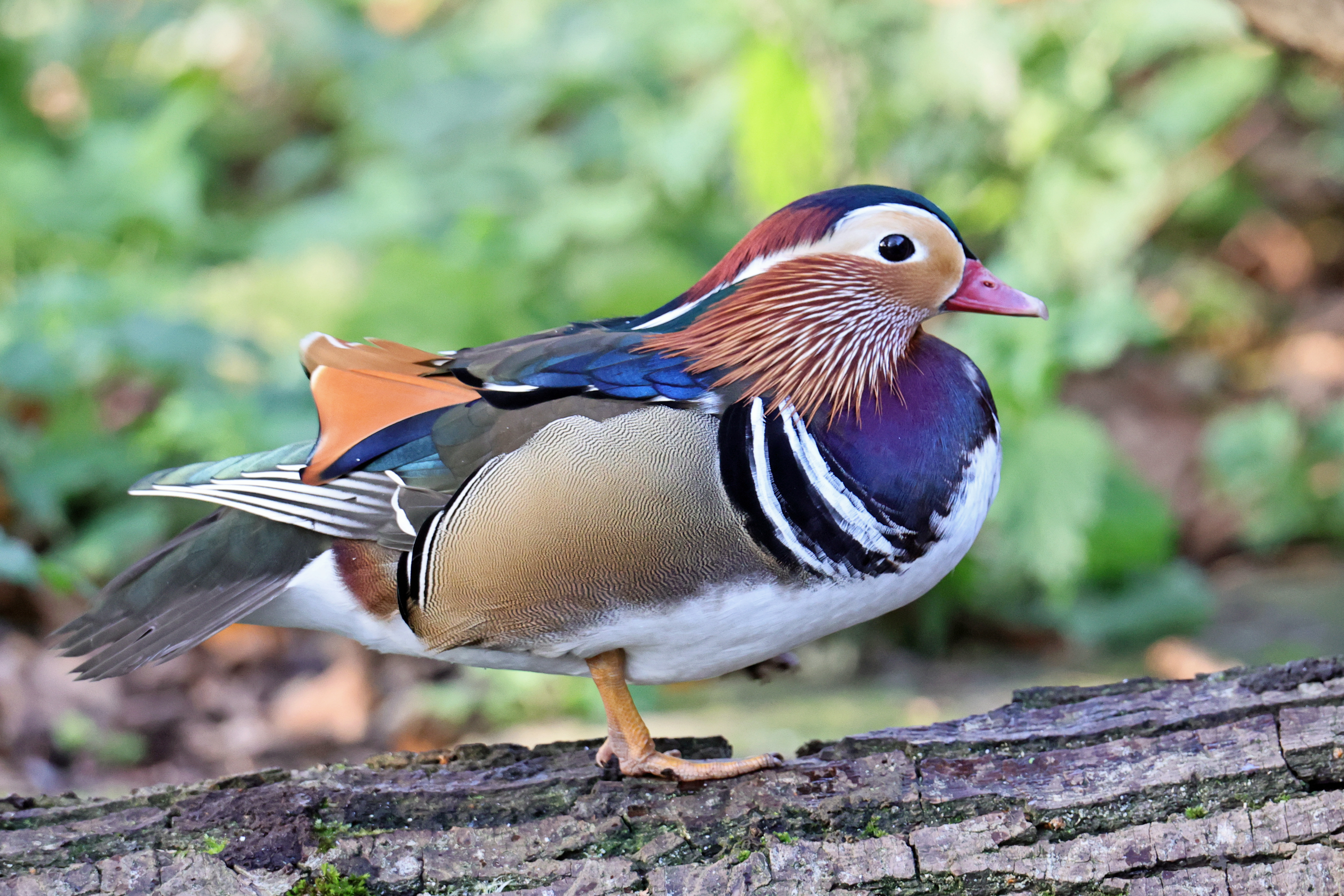 Mandarin Duck 2