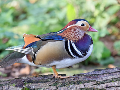 Mandarin Duck 2