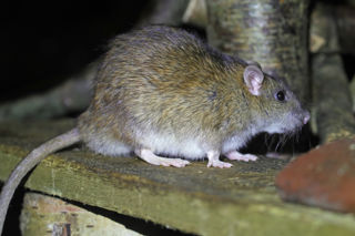 Rat Brown2