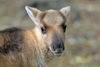 Reindeer Baby