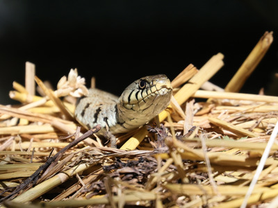 Grass Snake 1