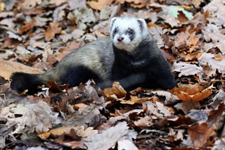 Polecat1