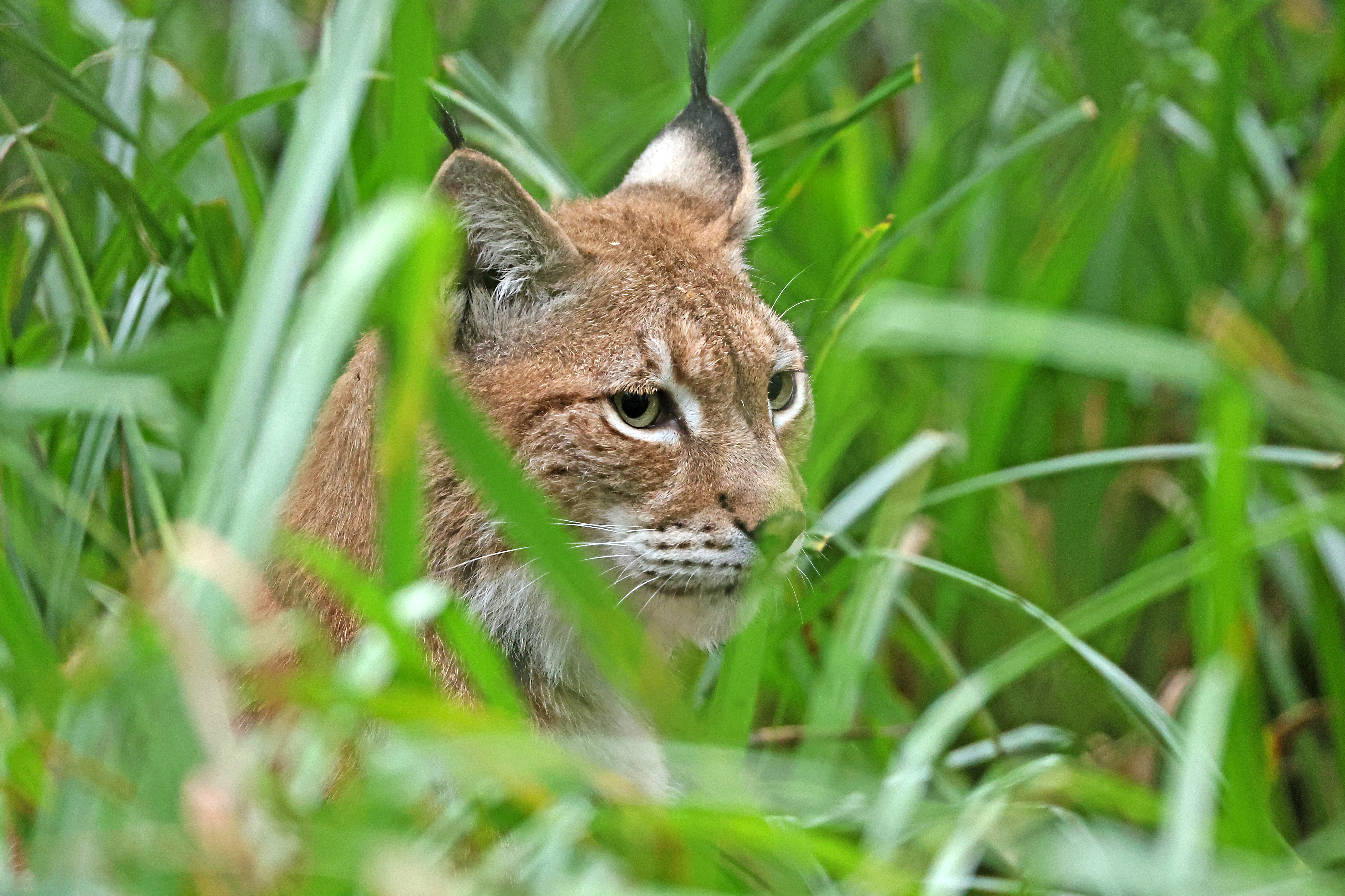 2024.09.05 Lynx
