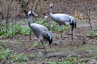 Crane Pair