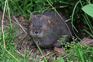 Water Vole Ecology