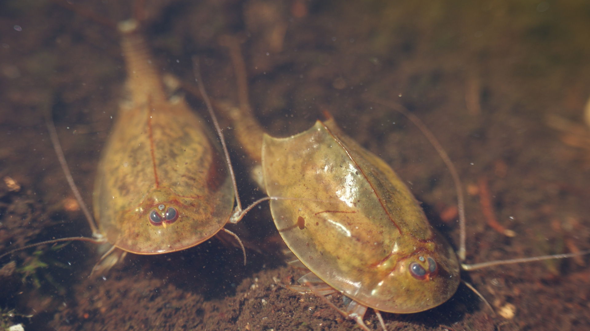 Timphol Fish Tadpole shrimp creates a splash at Wildwood!