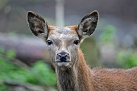Red Deer