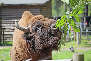 Bison1 (1)