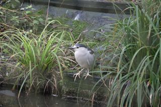 Night Heron 2