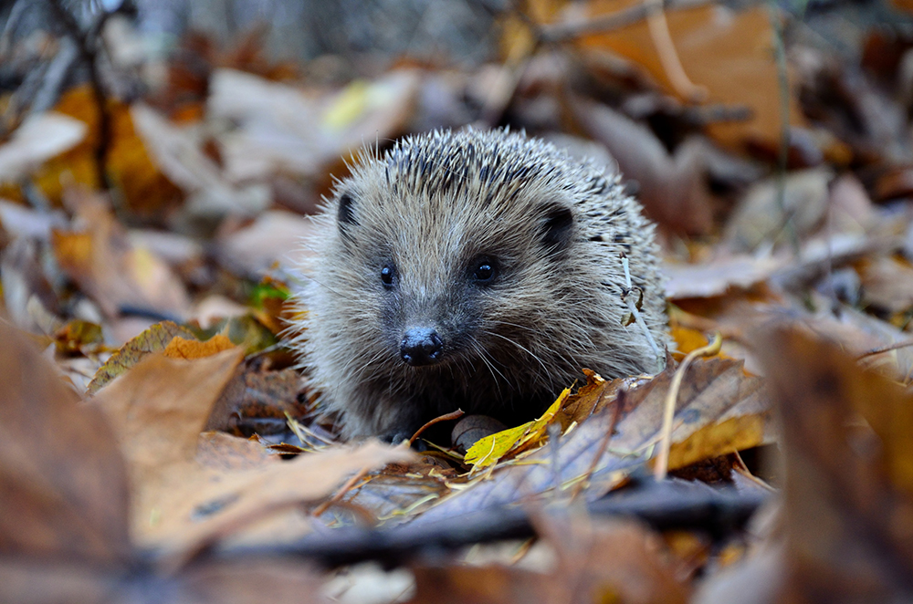 Hedgehog DIY Web