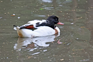 Shelduck