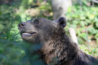 Bear 1200X1200