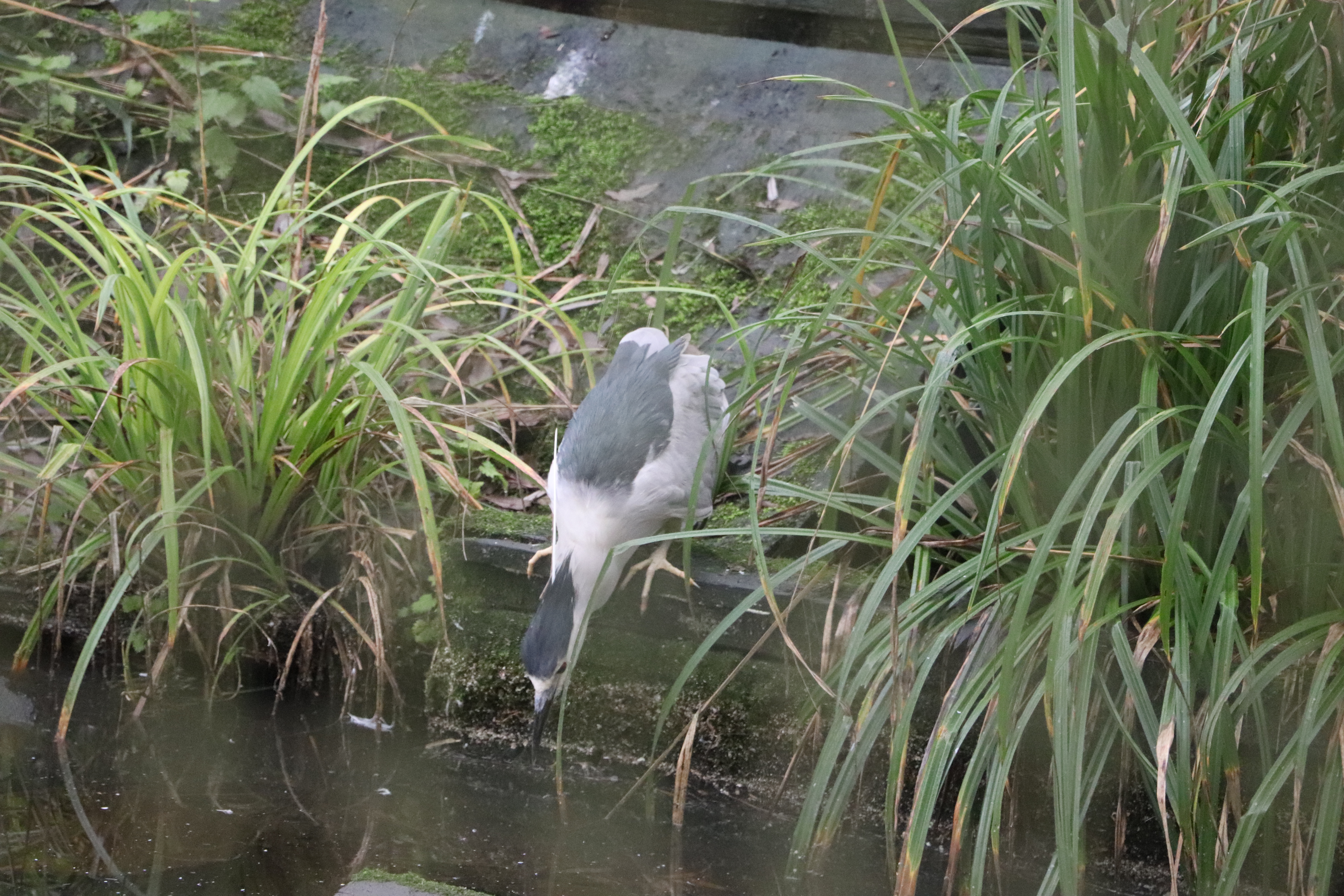 2023.01.03 Nightheron1