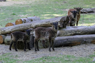 Soay Family