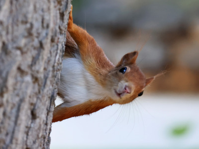 Red Squirrel Peekaboo