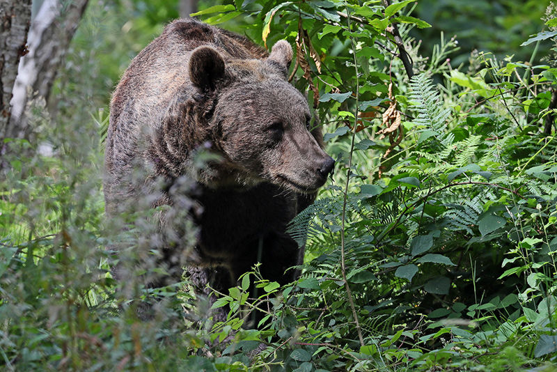 Bear3 2