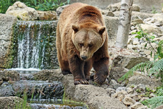 Bear Edge Of Pond
