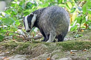 Badger Looking Back