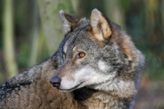 Wolf Profile (3)