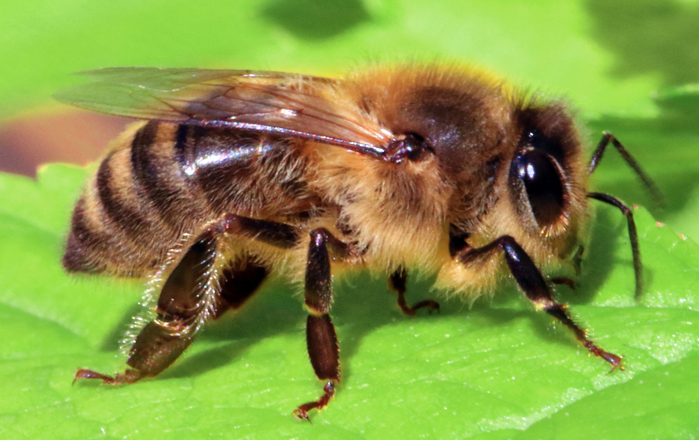 Wildwood Kent provides bees to London Zoo