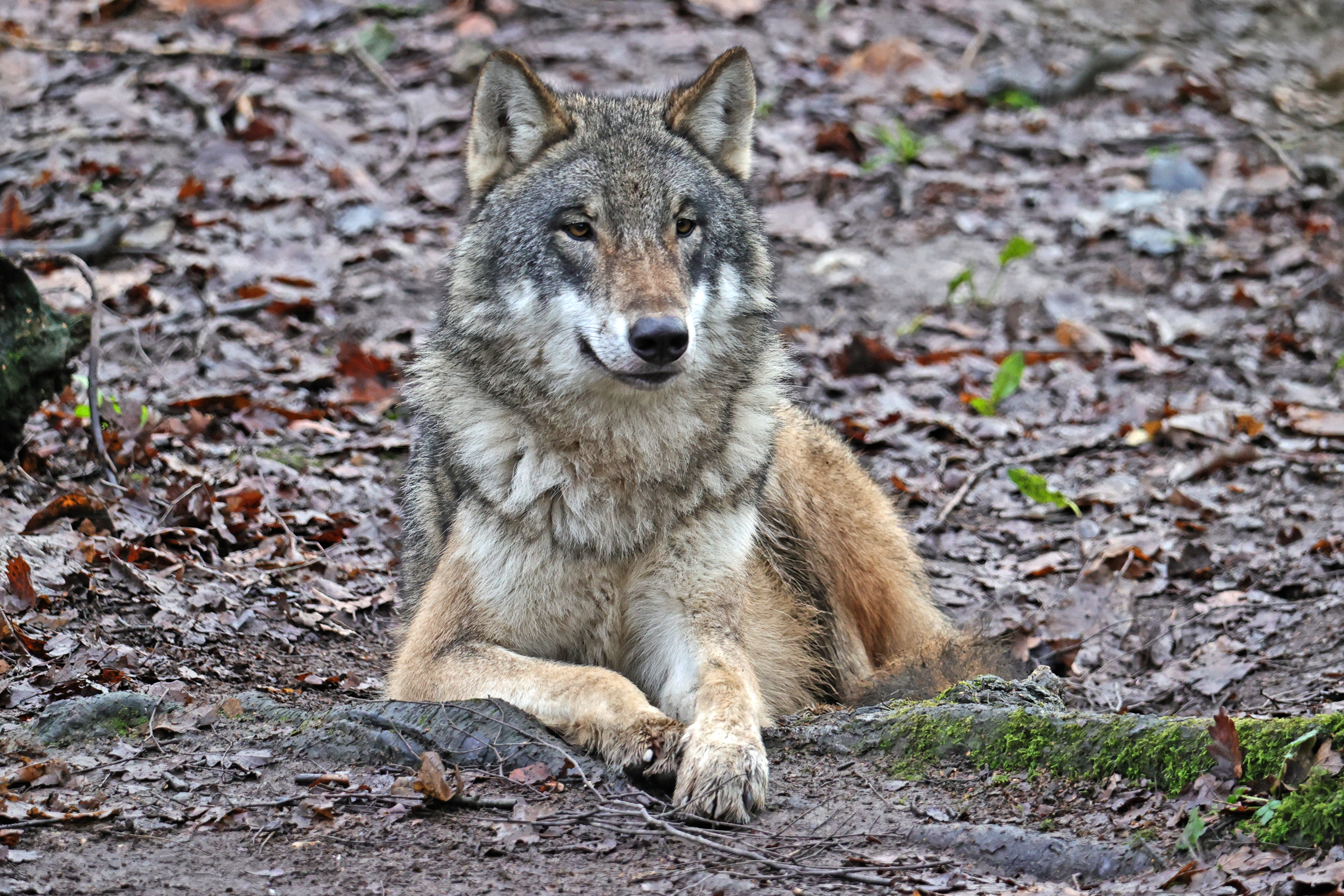 Wolf Lying