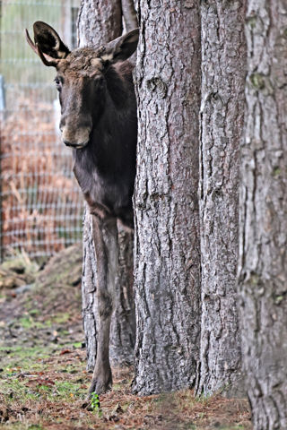 Elk Tree