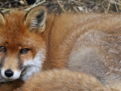 Fun Fox Facts Wildlife In The News Pikes Peak Courier, 48% OFF