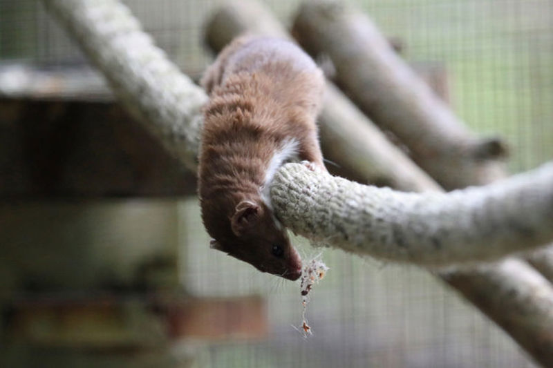 Weasel2 800X500