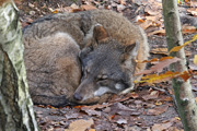 Wolf Sleeping