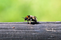 2019.10.25 Bee