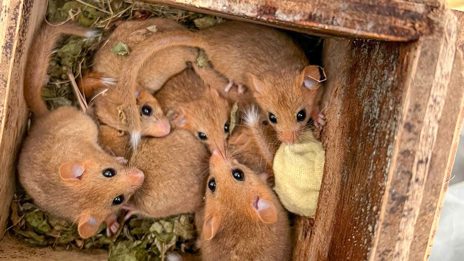 Doemice A record breaking year for dormice at Wildwood