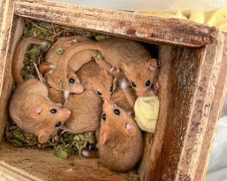 2025.02.01 Dormouse3