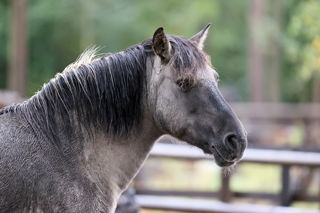 Konik Profile