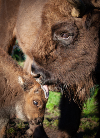 Bison Calf 23 Nov2023 (Donovan Wright)