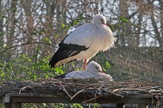 White Stork In Nest