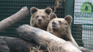 Bear Cub2