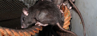Blackrat2 2500X1500
