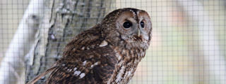 Tawnyowl3 2500X1500