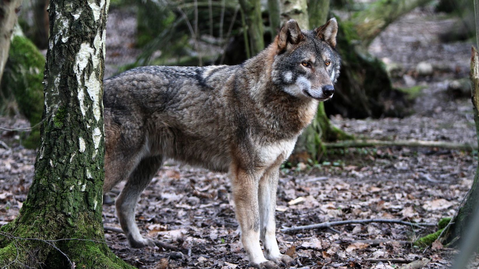 European Wolf | Wildwood Group