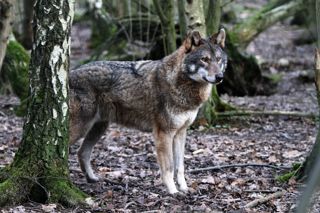 Wolfinforest